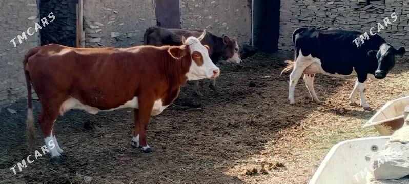 sygyr ala - Бахарден - img 2