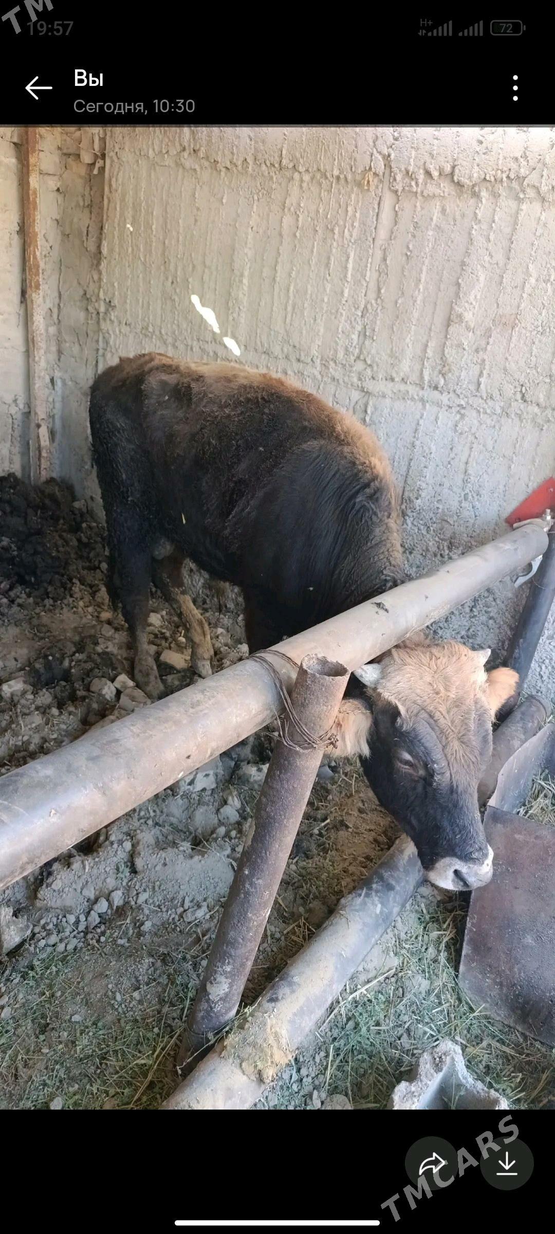 okuzler - Gökdepe - img 3