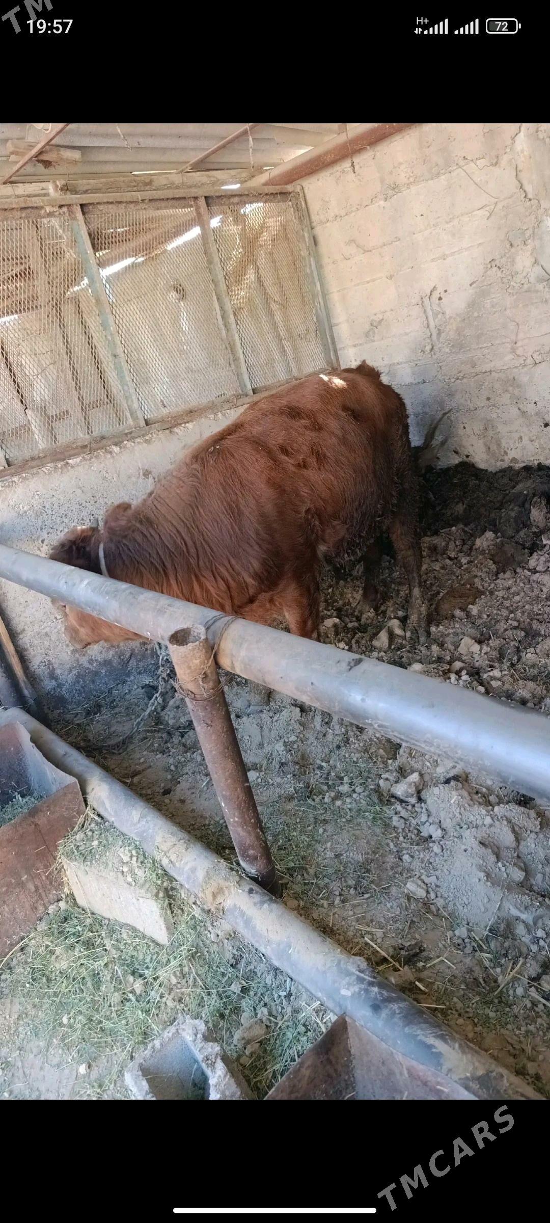 okuzler - Gökdepe - img 4