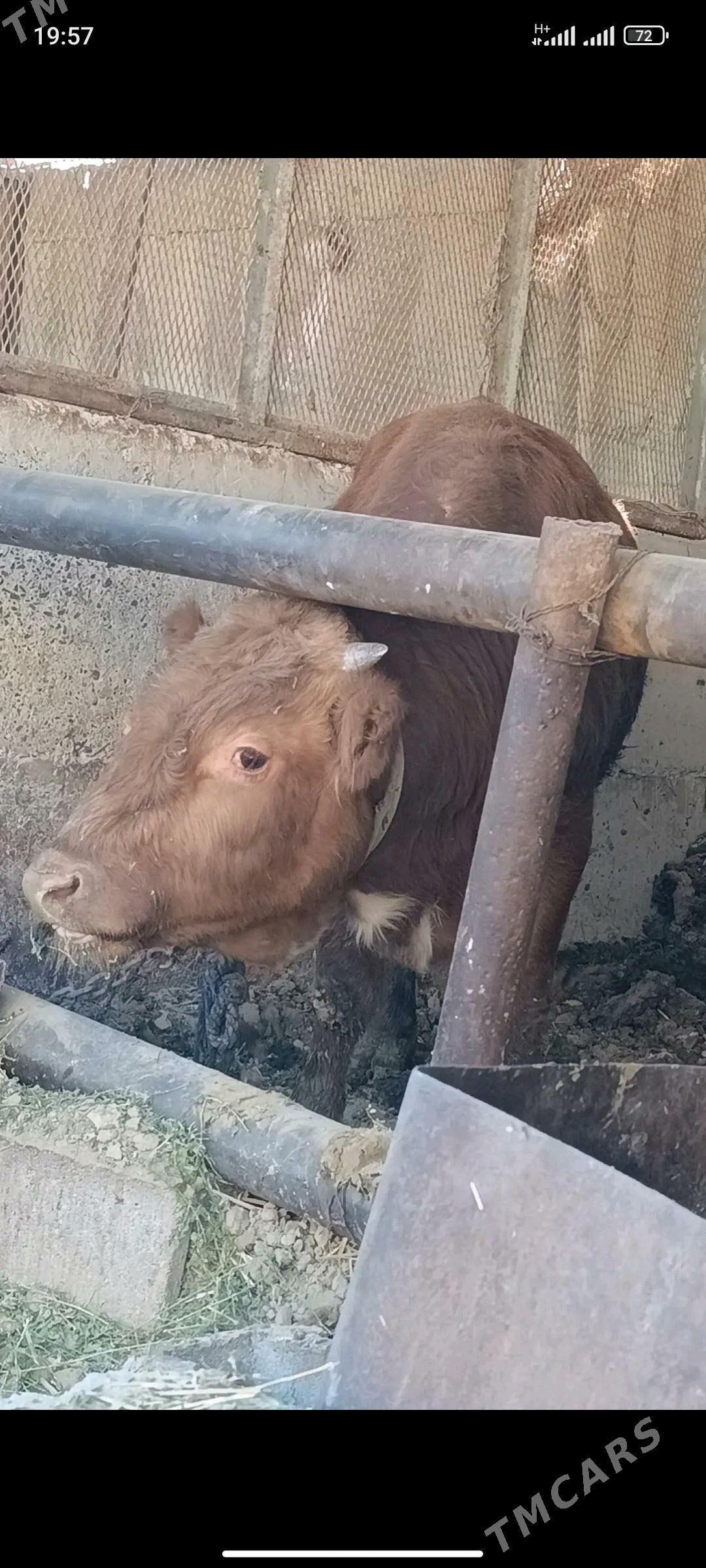 okuzler - Gökdepe - img 2