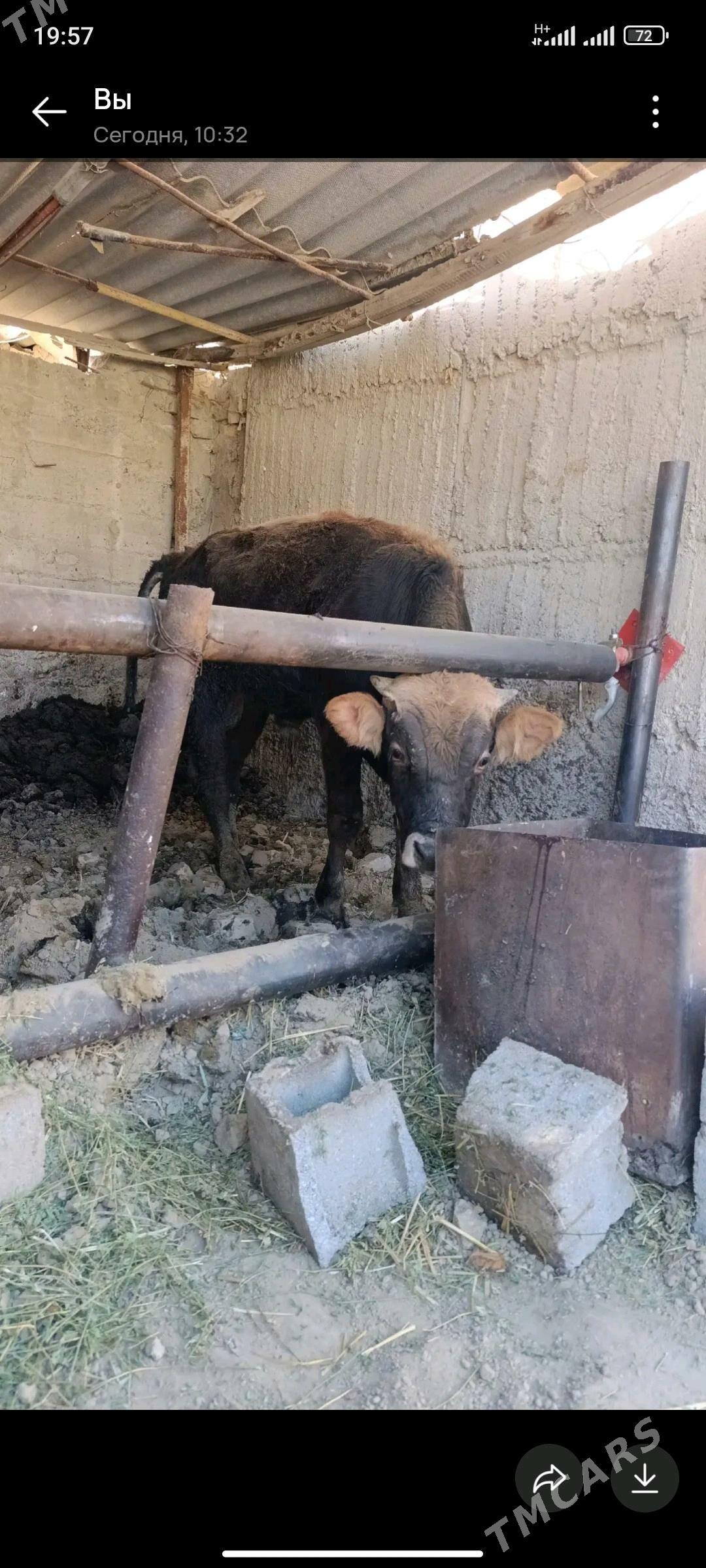 okuzler - Gökdepe - img 1