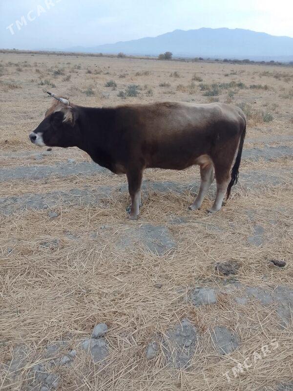 sygyr gysyr - Багир - img 3