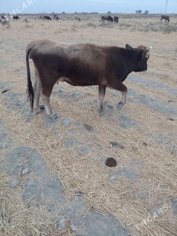 sygyr gysyr - Багир - img 2