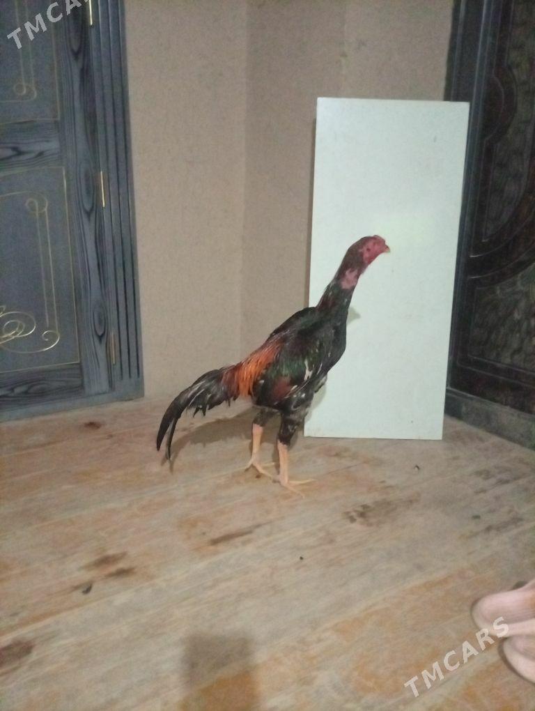 jue - Akdepe - img 3