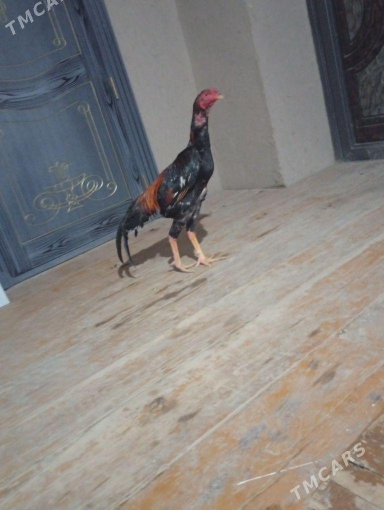 jue - Akdepe - img 2