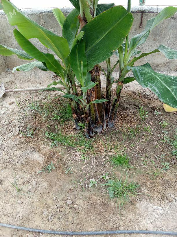 Banan - Gökdepe - img 2