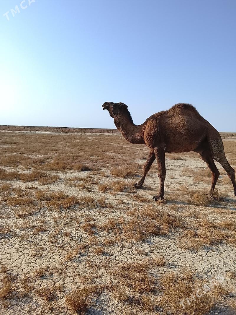 erke yeri bugdayyly - Esenguly - img 2