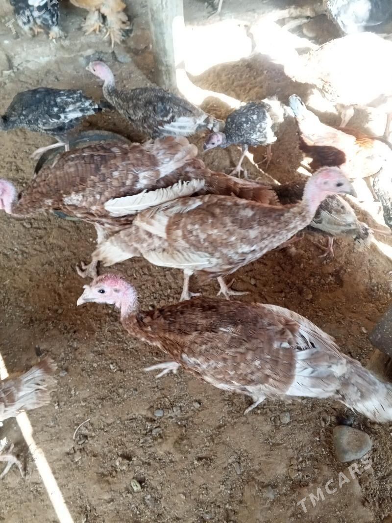 induk - Aşgabat - img 2