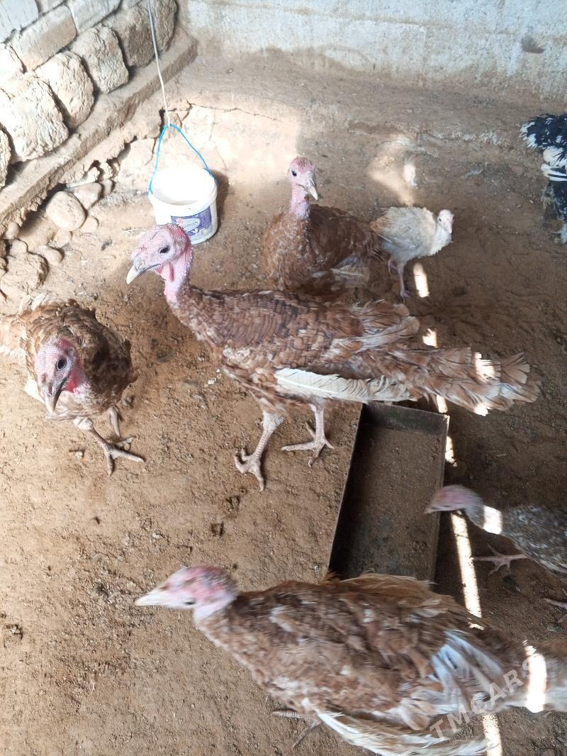 induk - Aşgabat - img 3