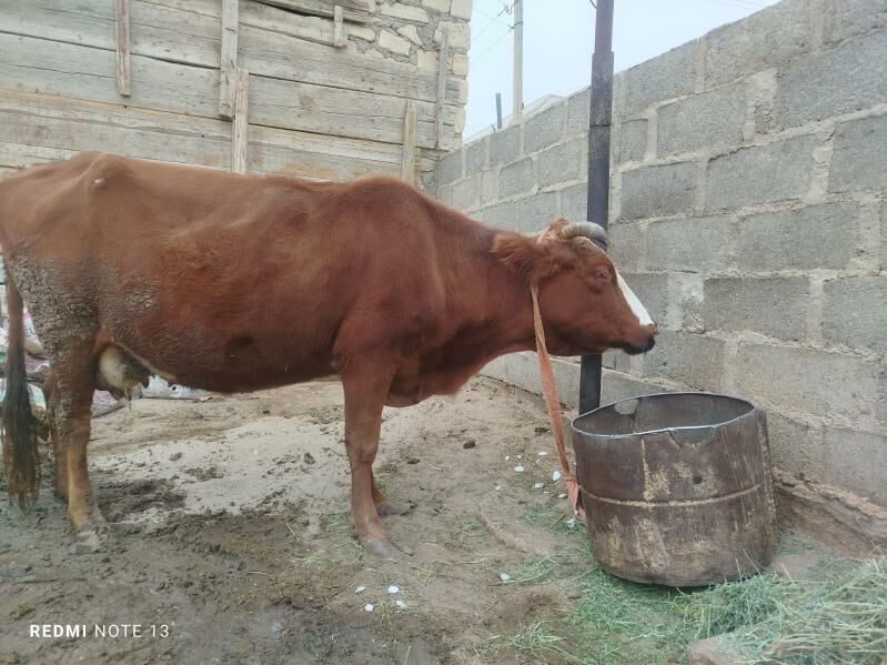 goleli sygyr - Гумдаг - img 2