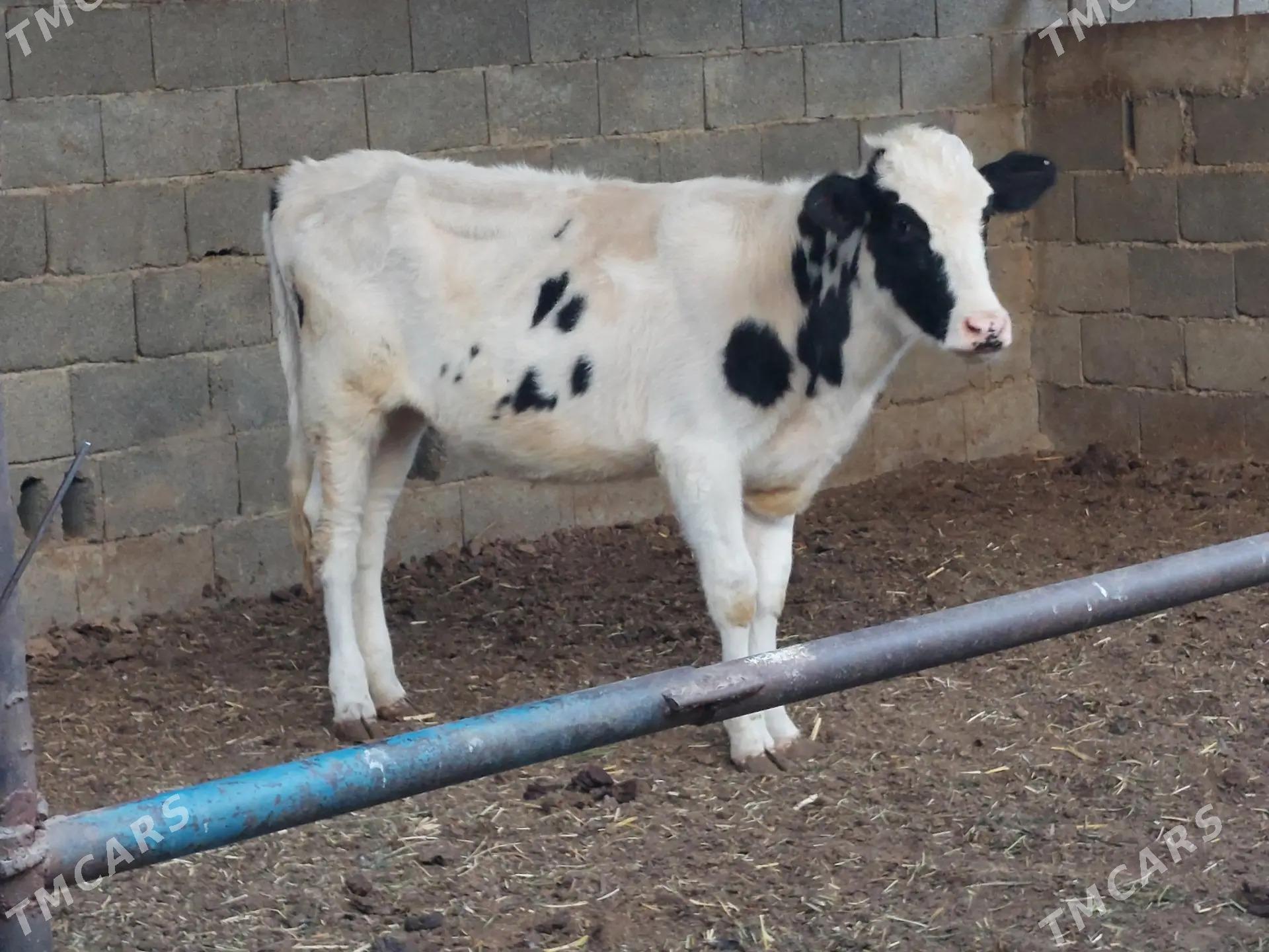 Galişteyin tüwe - Aşgabat - img 2