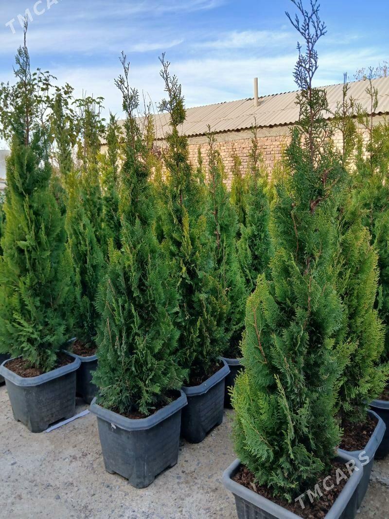 ýolka - Гёкдепе - img 1