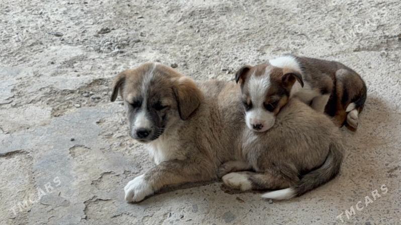 Aw iti (охотничий) - Туркменабат - img 1