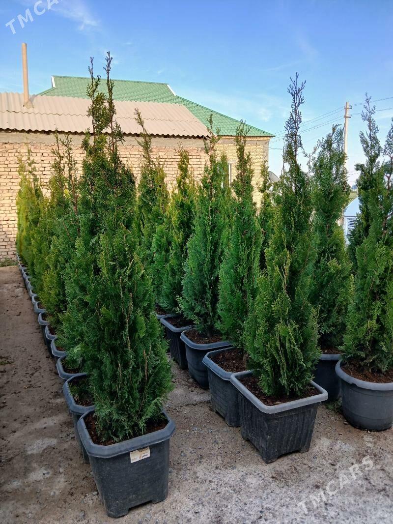 ýolka - Гёкдепе - img 3