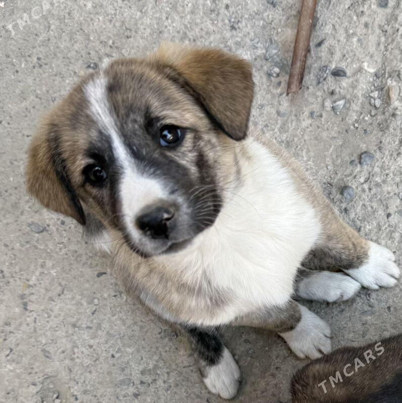 Aw iti (охотничий) - Туркменабат - img 2