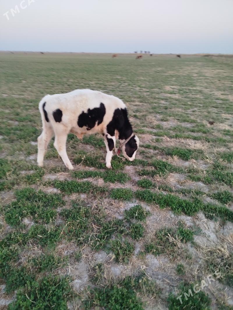 gibrit òkiz - Ак-Бугдайский этрап - img 2