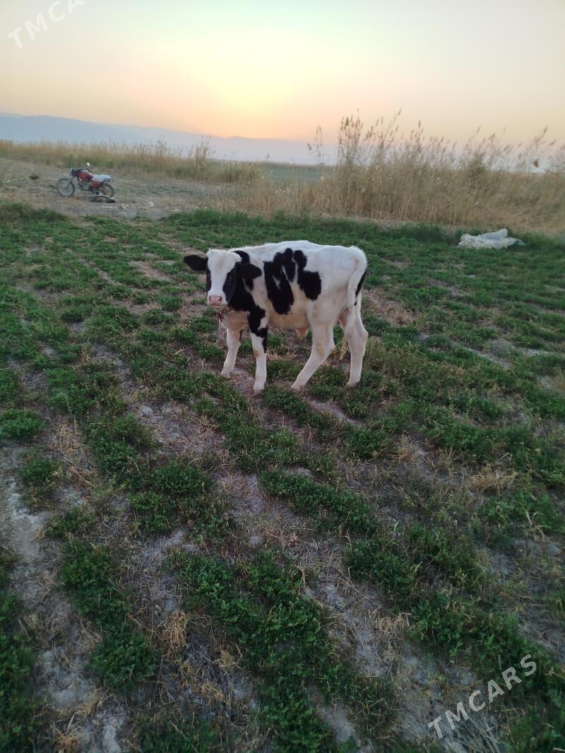 gibrit òkiz - Ак-Бугдайский этрап - img 3