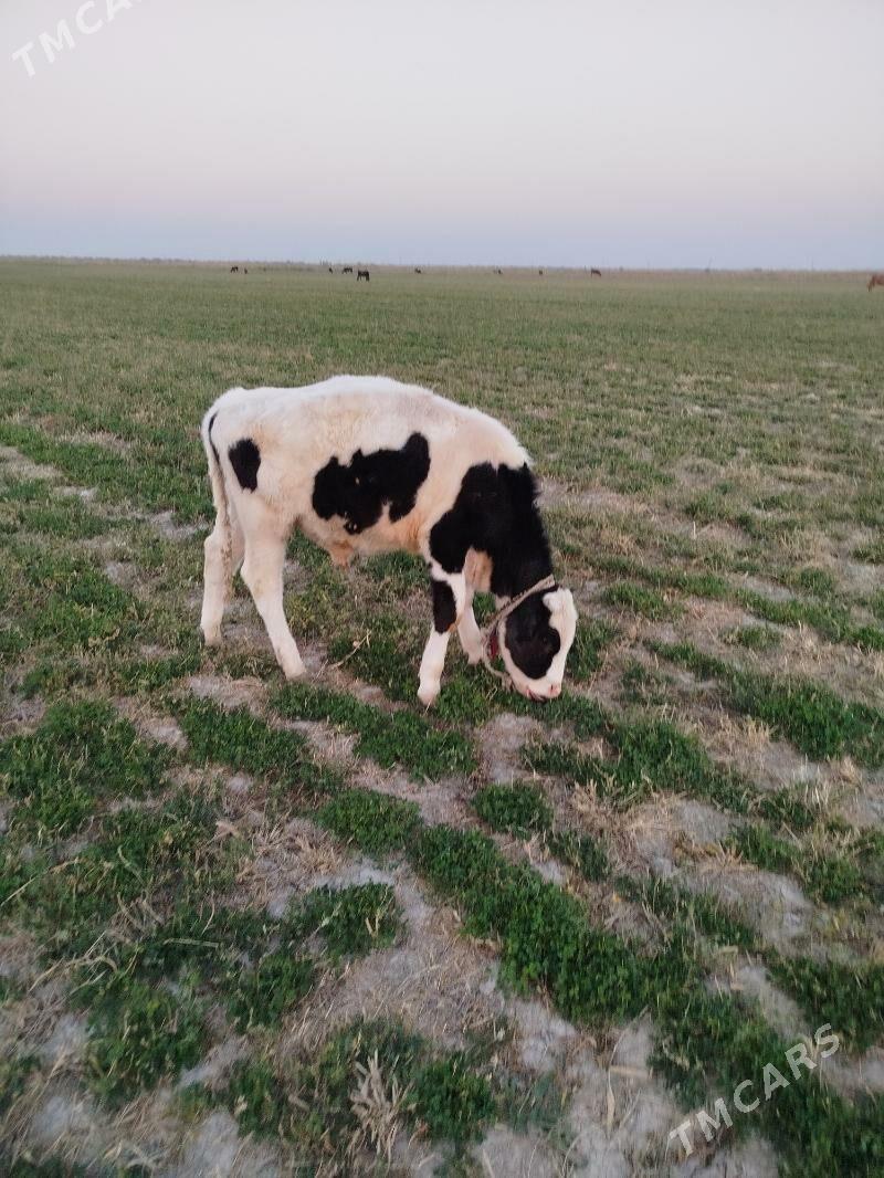 gibrit òkiz - Ак-Бугдайский этрап - img 1