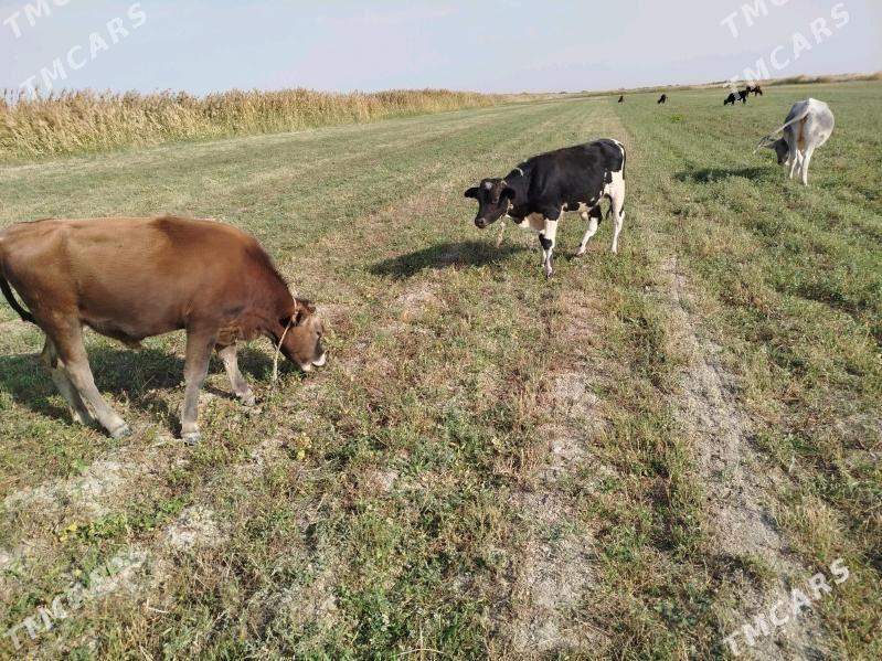 òkiz meŷdan - Ак-Бугдайский этрап - img 2