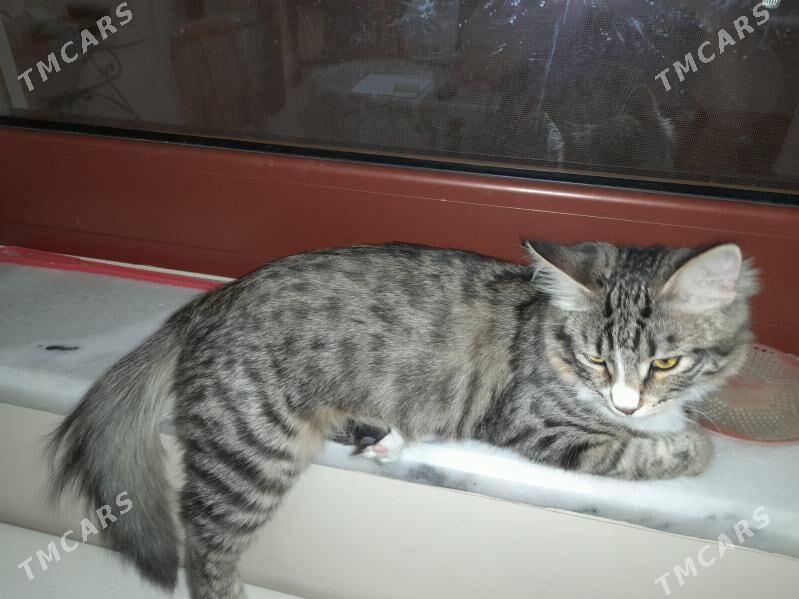 Кошка - Aşgabat - img 6