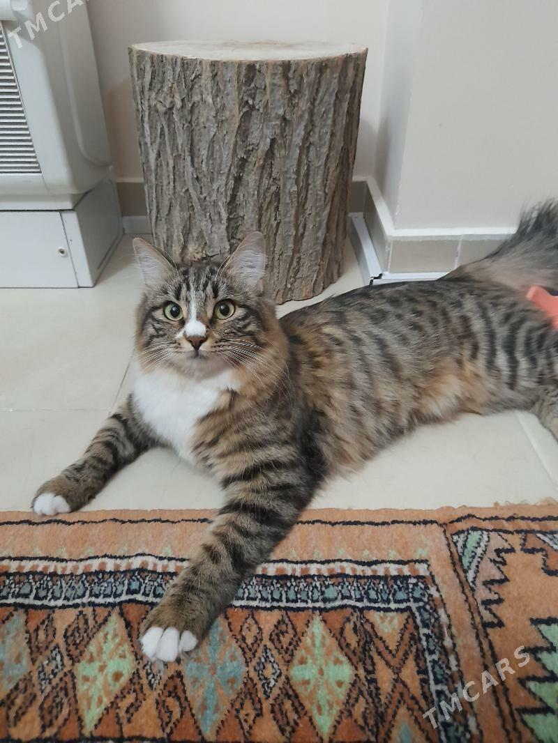 Кошка - Aşgabat - img 4