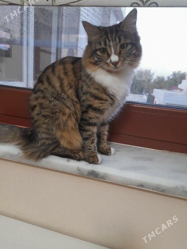 Кошка - Aşgabat - img 2