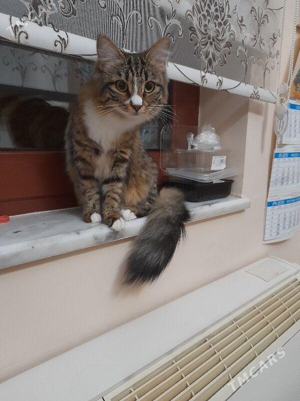 Кошка - Aşgabat - img 3