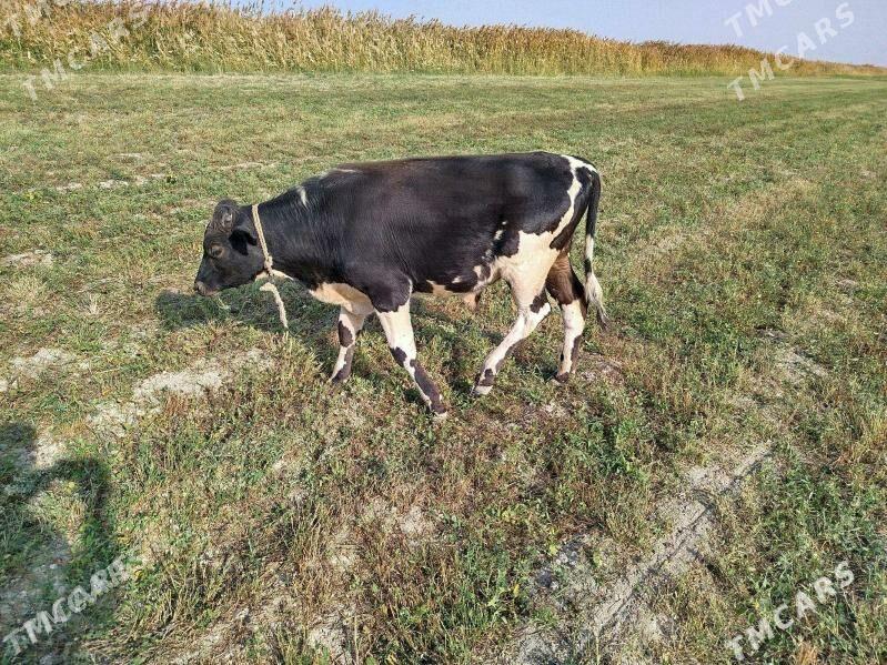 òkiz meŷdan - Ак-Бугдайский этрап - img 1