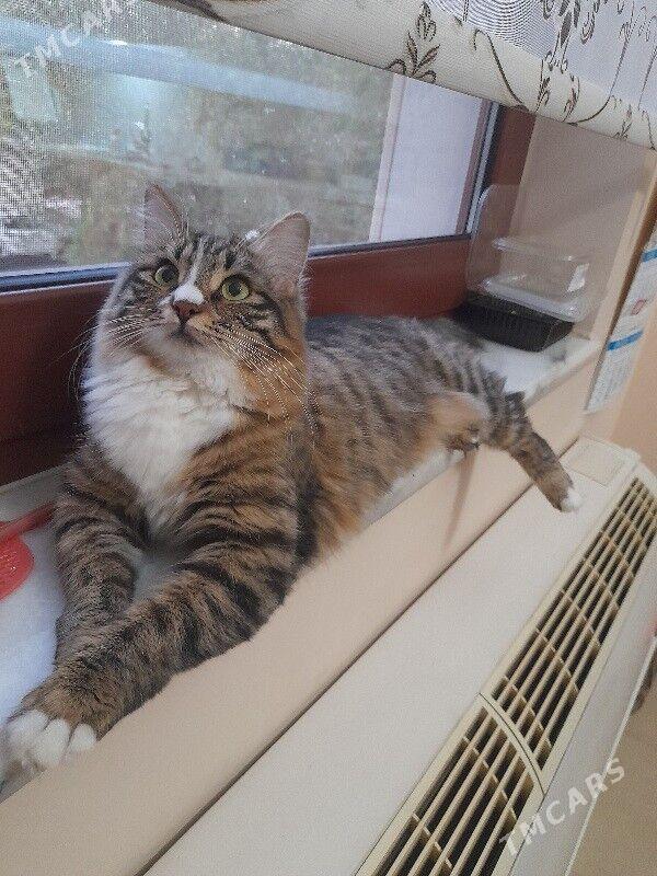 Кошка - Aşgabat - img 1