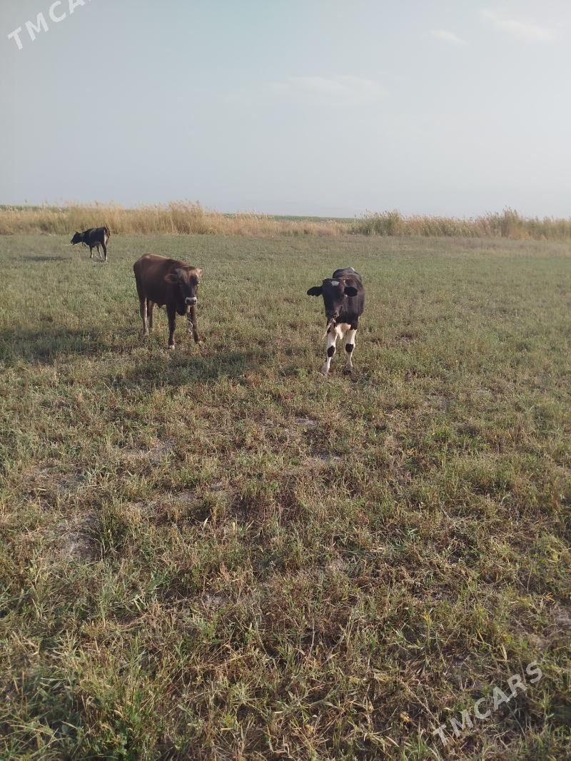 òkiz meŷdan - Ак-Бугдайский этрап - img 5