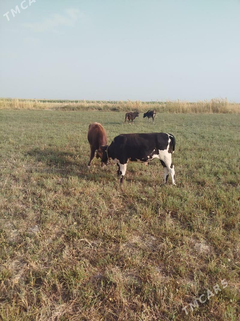 òkiz meŷdan - Ак-Бугдайский этрап - img 3