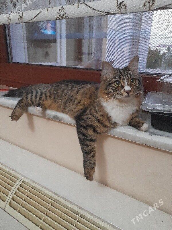 Кошка - Aşgabat - img 7