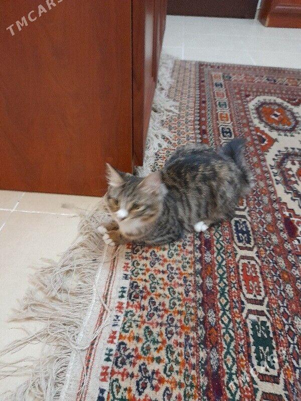 Кошка - Aşgabat - img 8
