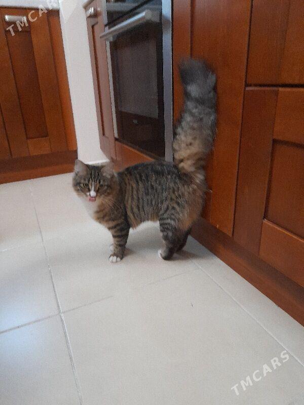 Кошка - Aşgabat - img 5