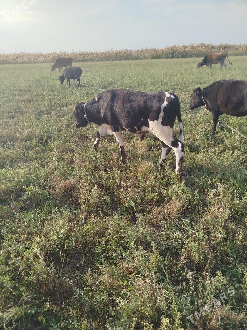 òkiz meŷdan - Ак-Бугдайский этрап - img 6