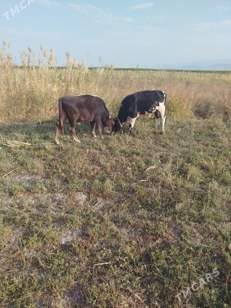 òkiz meŷdan - Ак-Бугдайский этрап - img 8