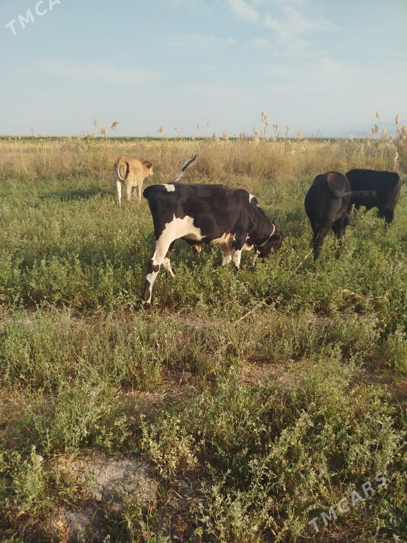 òkiz meŷdan - Ак-Бугдайский этрап - img 7