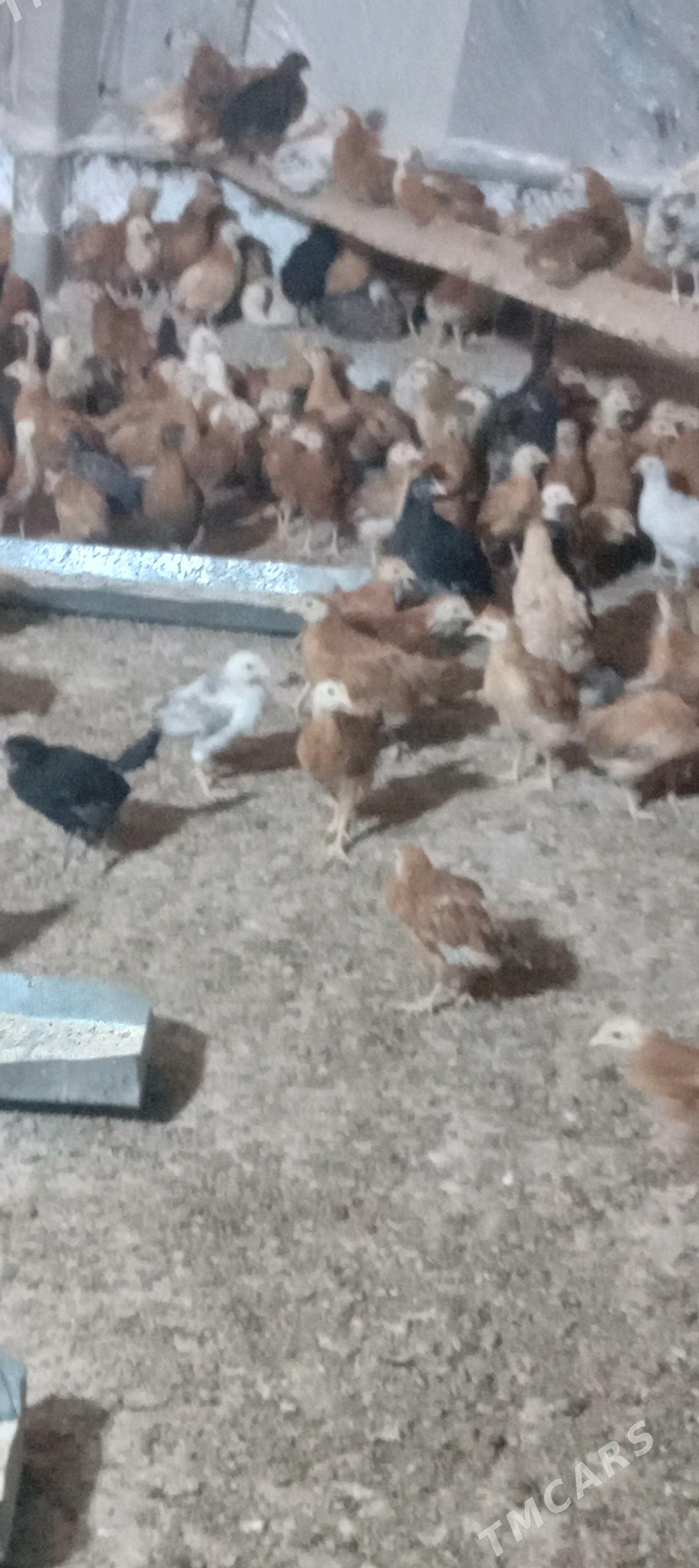 juje - Гёкдепе - img 3