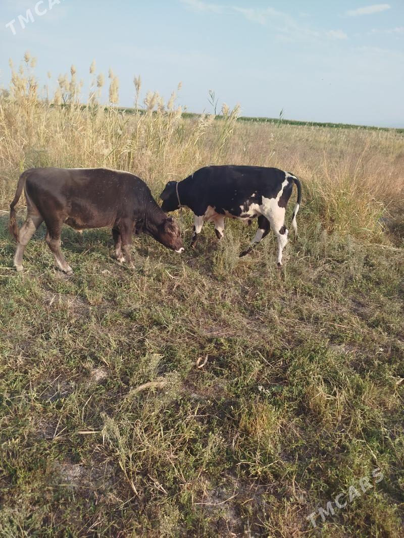 òkiz meŷdan - Ак-Бугдайский этрап - img 4