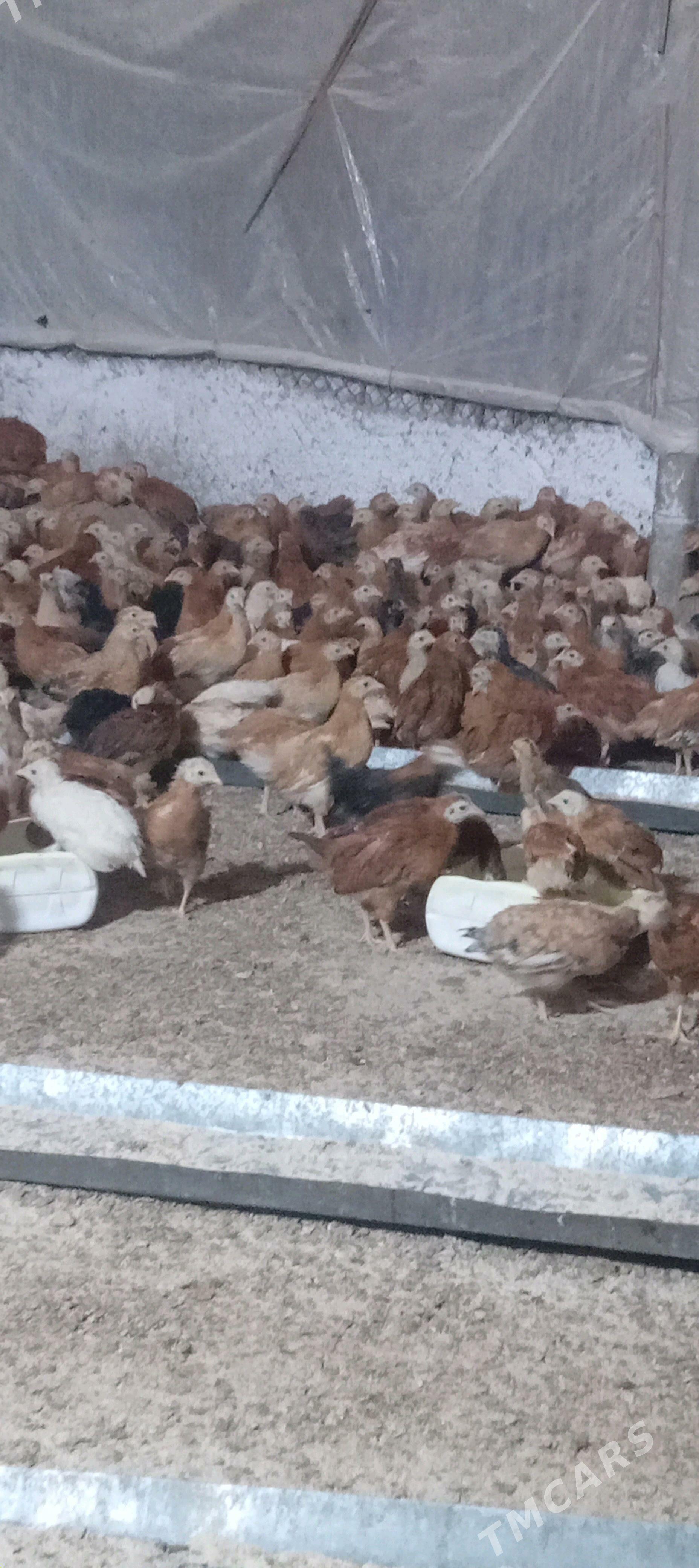 juje - Гёкдепе - img 2