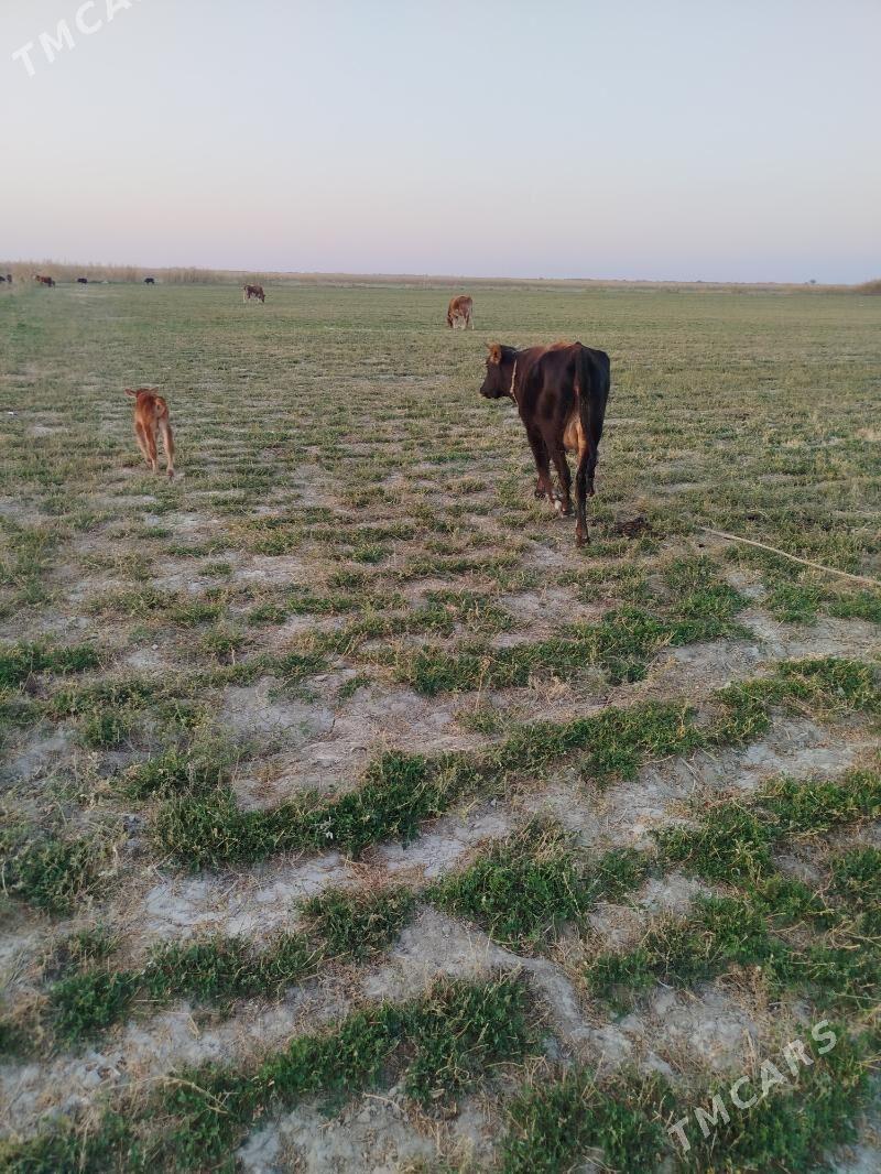 Gòleli sygyr - Ak bugdaý etraby - img 2