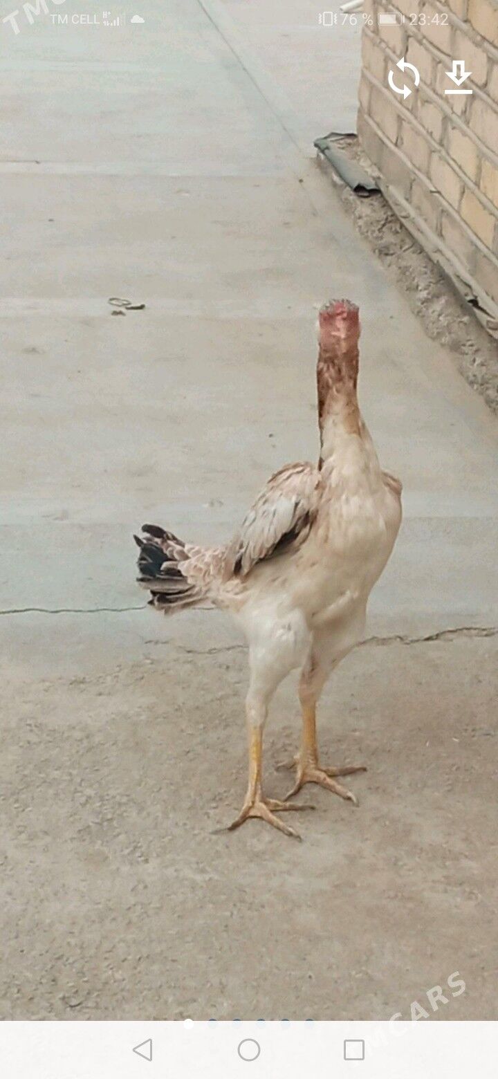 makı - Jebel - img 2