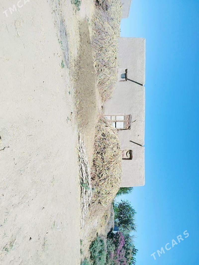 satlyk jay - Akdepe - img 2