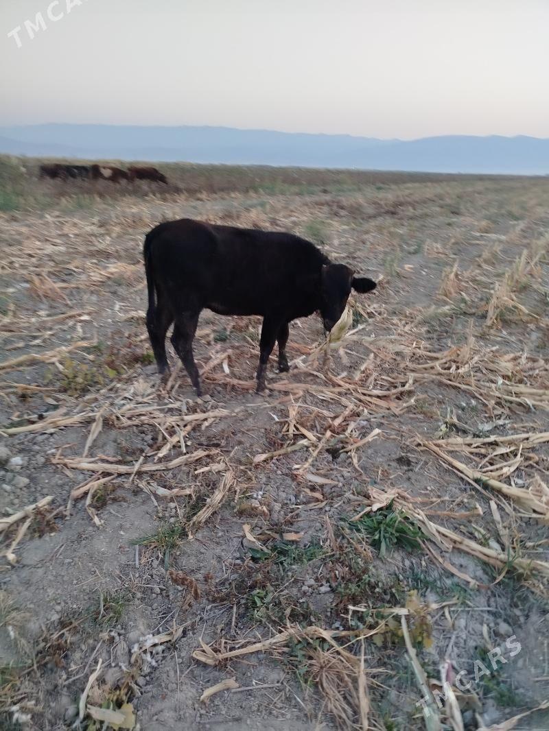 Tohum túwe - Ak bugdaý etraby - img 2