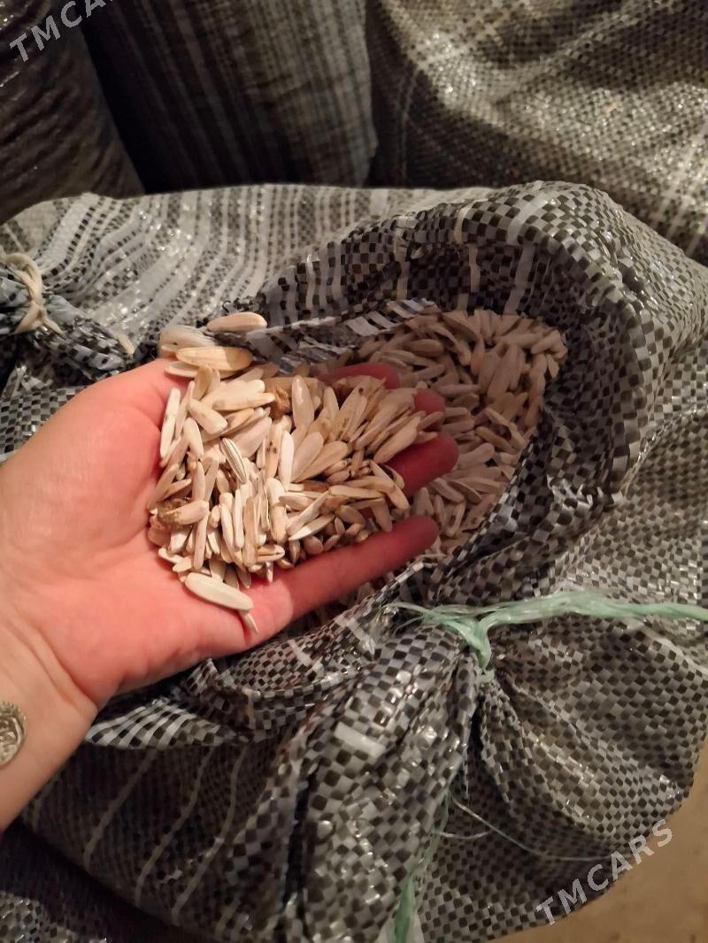 Günebakar çigidi - Daşoguz - img 2