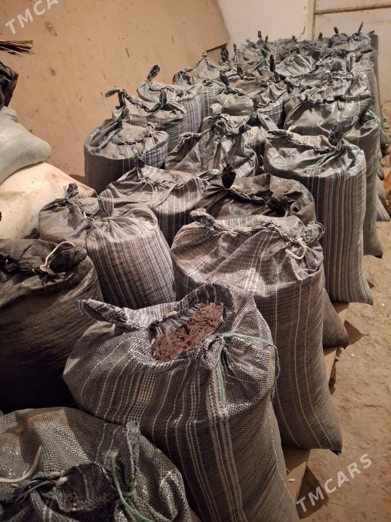 Günebakar çigidi - Daşoguz - img 3