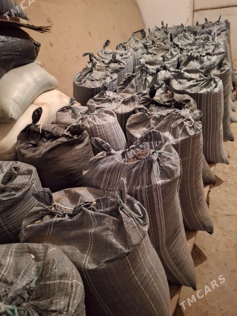 Günebakar çigidi - Daşoguz - img 4