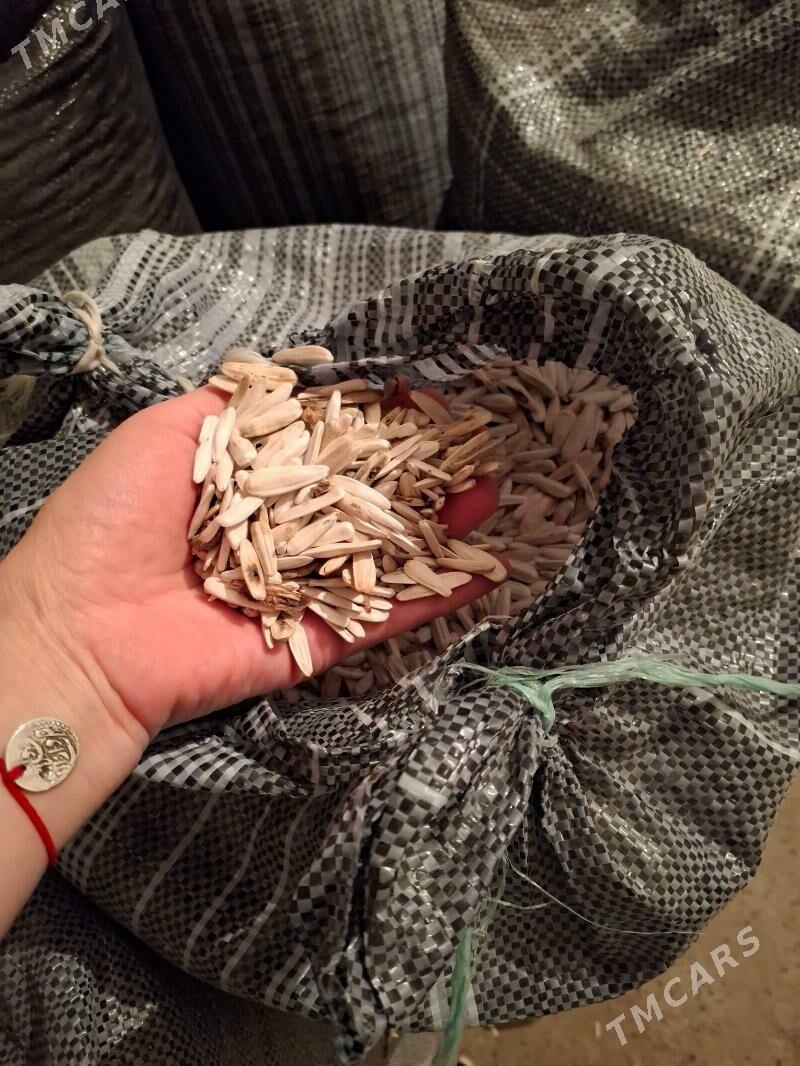 Günebakar çigidi - Daşoguz - img 1