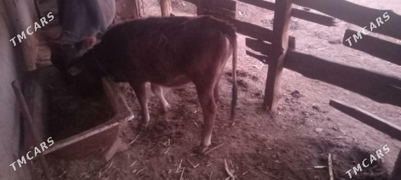 tüwe - Ýaşlyk - img 4