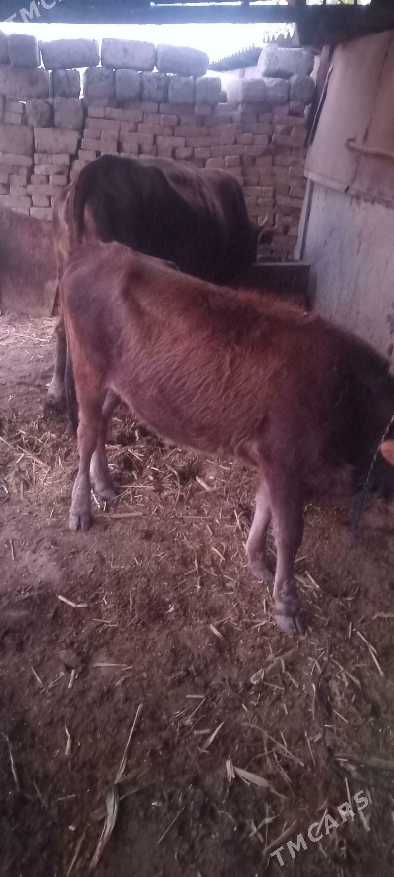 tüwe - Ýaşlyk - img 2